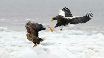 Wallpaper Hunting Bird Of Prey Snow Animals Large On The