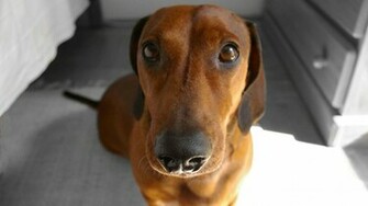 Titled Dachshund Wallpaper Is Attached To Our Article About