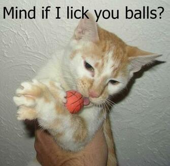 Funny Cat Sayings HD Wallpaper In Imageci