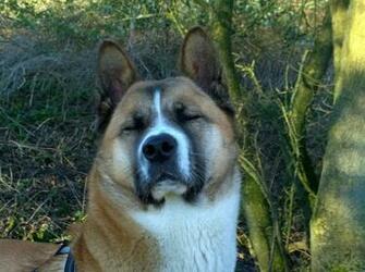 American Akita HD Desktop Wallpaper 7wallpaper Net