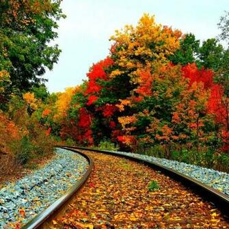 Flowers For Flower Lovers Wallpaper Natural Sceneries