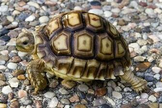 Tortoise Wallpaper