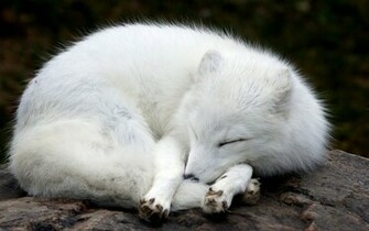Arctic Fox Foxes Wallpaper