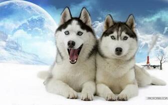 Animal Wallpaper