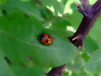 Ladybug Dragonfly Butterfly Bees Photos Desktop Background
