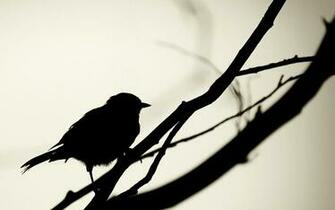 Fantastic HD Silhouette Wallpaper HDwallsource