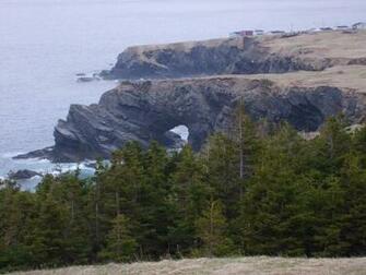 Newfoundland Puppy Photo And Wallpaper Beautiful
