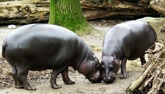 Hippopotamus Hippo Wallpaper