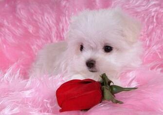 Dogs And Puppies Funny World Puppy Cute