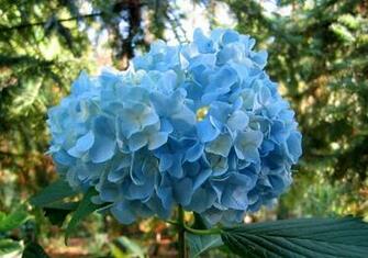 Hortensia Bleu Wallpaper