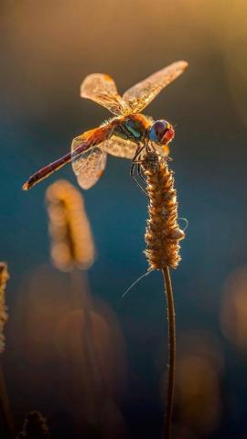 Two Dragonflies Grass Summer iPhone 5s 5c Se