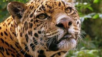 Big Cat High Quality And Resolution Wallpaper On