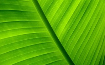 Palm Leaf Wallpaper