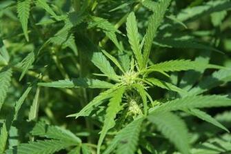 Ing Drugs Marijuana Plants HD Wallpaper Color Palette Tags