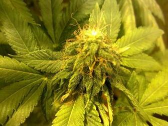 Marijuana Weed