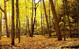 Autumn Fall Forest Path Background