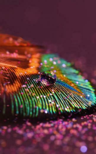 Colorful Feather HD Wallpaper For Kindle Fire HDx HDwallpaper Net