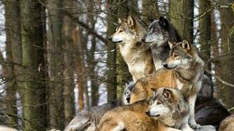 Wolfpack Wallpaper
