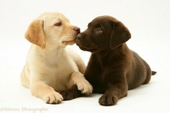Yellow And Chocolate Labrador Retriever Pups White Background Jpg