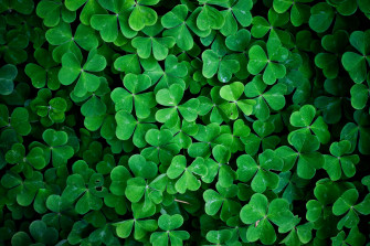 Shamrock Desktop Wallpaper