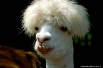 Weird Looking Llama This Is One With The