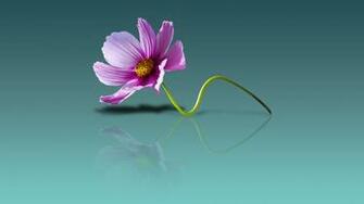 Beautiful Flowers Desktop Mobile Wallpaper Background