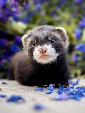 Adorable Ferret Wallpaper