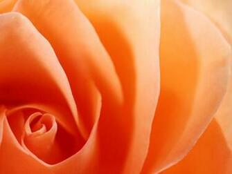 Orange Rose Photos Image