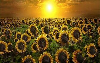 Amanecer Sun Flowers Fondos De Pantalla