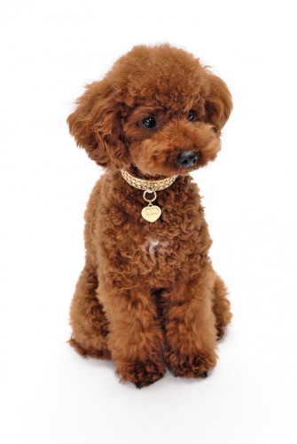 Cuddly Poodle Wallpaper By Bubupoodle Toy Puppies