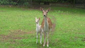 And Baby Deer High Quality Resolution Wallpaper