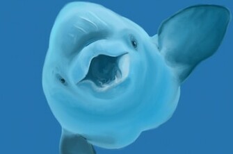 Beluga Whale Wallpaper