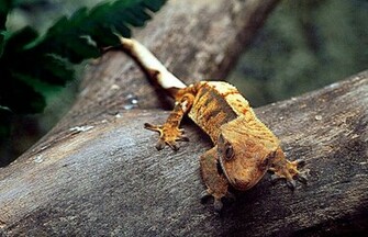 Crested Gecko Wallpaper
