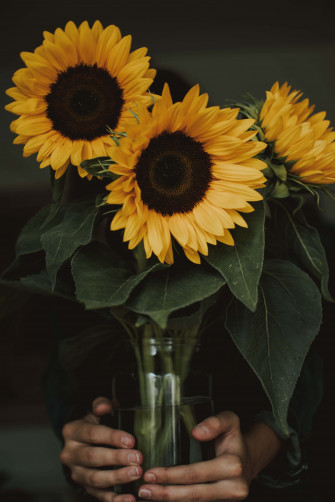 Dark Sunflower Wallpaper