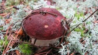 Desktop Wallpaper Nature Mushrooms Mushroom Borovik