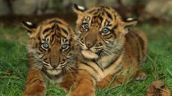 Tigers HD Beautiful Wallpaper Bestepics