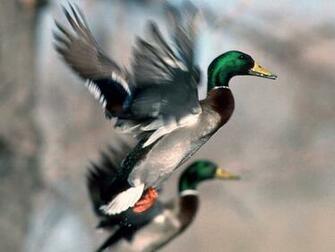 Drake Waterfowl Wallpaper Pictures