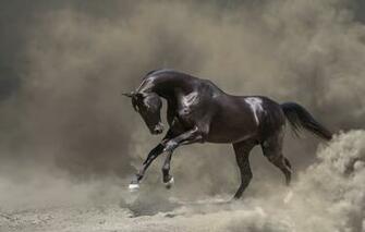 Wallpaper Look Face Nature Pose Fog Background Horse Black
