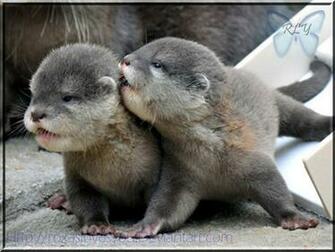 Cute Baby Otters HD Wallpaper In Animals Imageci