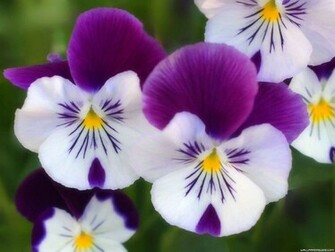 Pansy Flower Wallpaper
