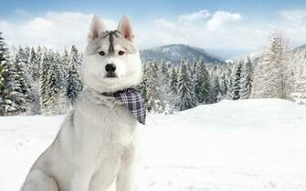 Nature Winter Snow Dogs Wallpaper