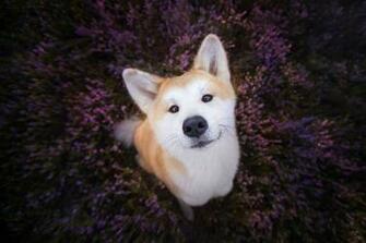 Doggo Wallpaper Top Background