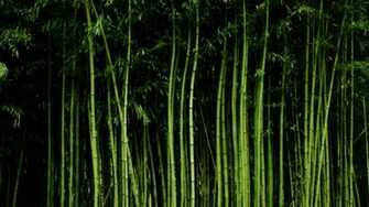 Bamboo Wallpaper