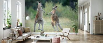 Eastern Grey Kangaroo Affordable Wall Mural Photowall
