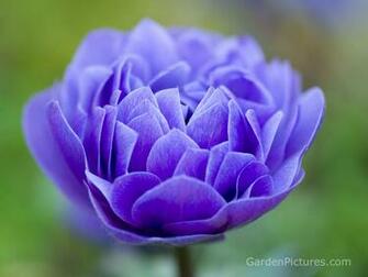 All Photos Gallery Flower Wallpaper Flowers