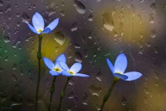 April Showers Bring May Flowers Blue Nature Rain
