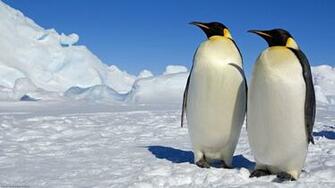 HD Penguin Wallpaper Image In Collection