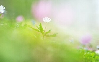 Soft Focus Romantic Sweet Flowers Photos Wallpaper