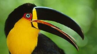 Toucan Computer Wallpaper Desktop Background