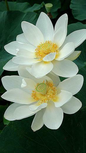 Lotus Flower iPhone Wallpaper White 5s
